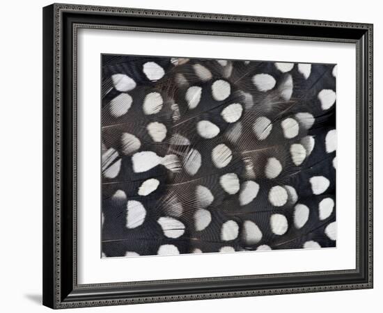 Mearns Quail White Spotted Black Feathers-Darrell Gulin-Framed Photographic Print