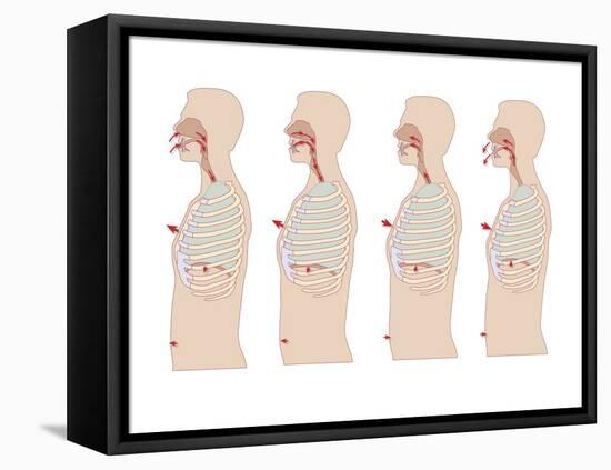 Mechanics of Respiration, Artwork-Peter Gardiner-Framed Premier Image Canvas