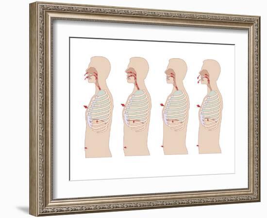 Mechanics of Respiration, Artwork-Peter Gardiner-Framed Photographic Print