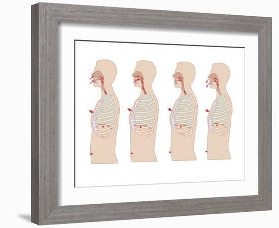 Mechanics of Respiration, Artwork-Peter Gardiner-Framed Photographic Print