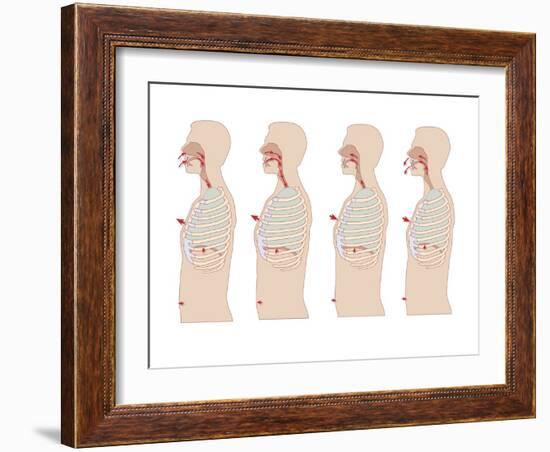 Mechanics of Respiration, Artwork-Peter Gardiner-Framed Photographic Print