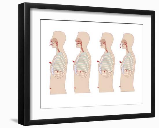 Mechanics of Respiration, Artwork-Peter Gardiner-Framed Photographic Print