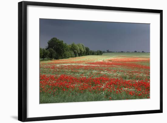 Mecklenburg-Western Pomerania, Landscape, Poppy Field, Stormy Atmosphere-Catharina Lux-Framed Photographic Print