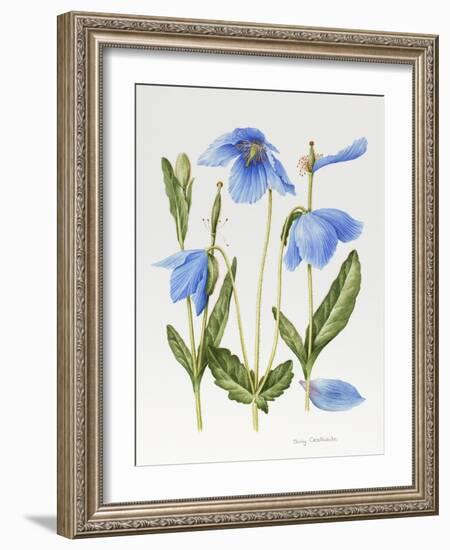 Meconopsis Poppy-Sally Crosthwaite-Framed Giclee Print