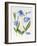 Meconopsis Poppy-Sally Crosthwaite-Framed Giclee Print