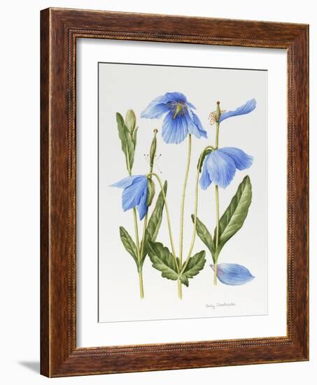 Meconopsis Poppy-Sally Crosthwaite-Framed Giclee Print