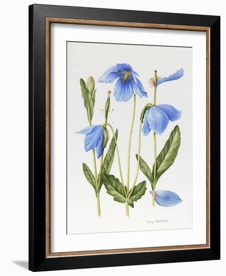 Meconopsis Poppy-Sally Crosthwaite-Framed Giclee Print