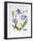Meconopsis Poppy-Sally Crosthwaite-Framed Giclee Print