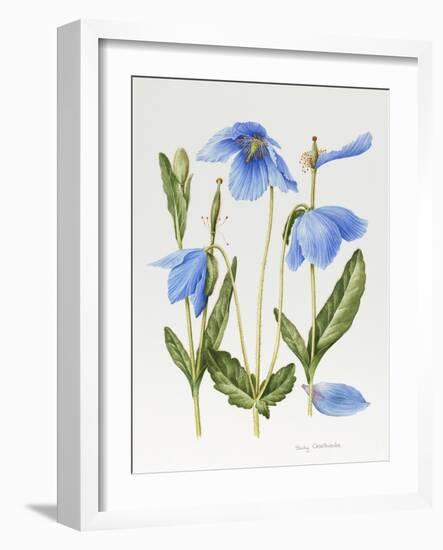 Meconopsis Poppy-Sally Crosthwaite-Framed Giclee Print