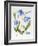 Meconopsis Poppy-Sally Crosthwaite-Framed Giclee Print