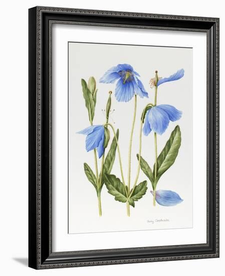 Meconopsis Poppy-Sally Crosthwaite-Framed Giclee Print