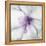 Medallion Orchid-Jason Jarava-Framed Premier Image Canvas