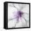 Medallion Orchid-Jason Jarava-Framed Premier Image Canvas