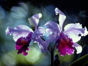 Orchids by Medford Taylor