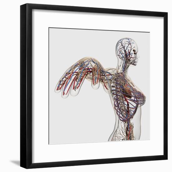 Medical Illustration of Arteries, Veins And Lymphatic System in Female Chest Area-Stocktrek Images-Framed Photographic Print