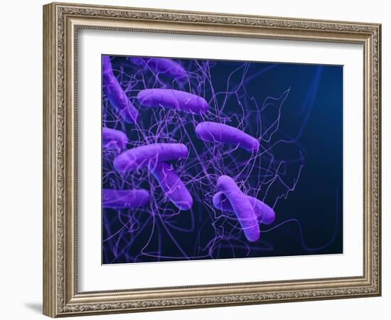 Medical illustration of Clostridioides difficile bacteria.-Stocktrek Images-Framed Art Print