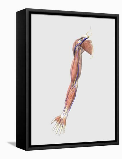 Medical Illustration of Human Arm Muscles, Veins and Nerves-Stocktrek Images-Framed Stretched Canvas