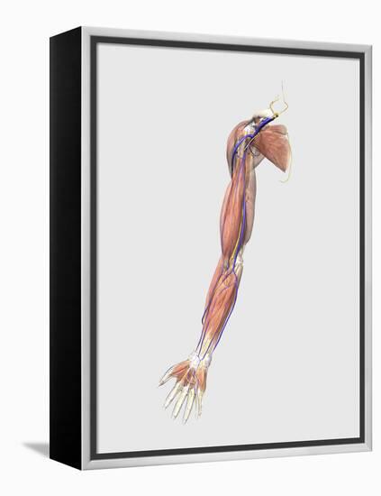 Medical Illustration of Human Arm Muscles, Veins and Nerves-Stocktrek Images-Framed Stretched Canvas