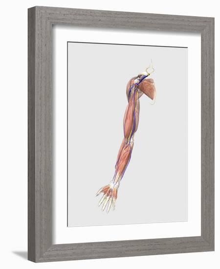 Medical Illustration of Human Arm Muscles, Veins and Nerves-Stocktrek Images-Framed Art Print