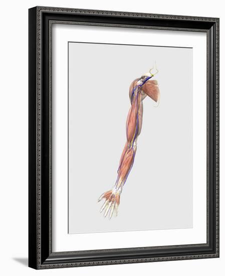 Medical Illustration of Human Arm Muscles, Veins and Nerves-Stocktrek Images-Framed Art Print