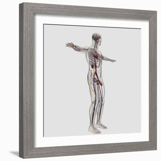 Medical Illustration of Male Reproductive System And Circulatory System-Stocktrek Images-Framed Photographic Print