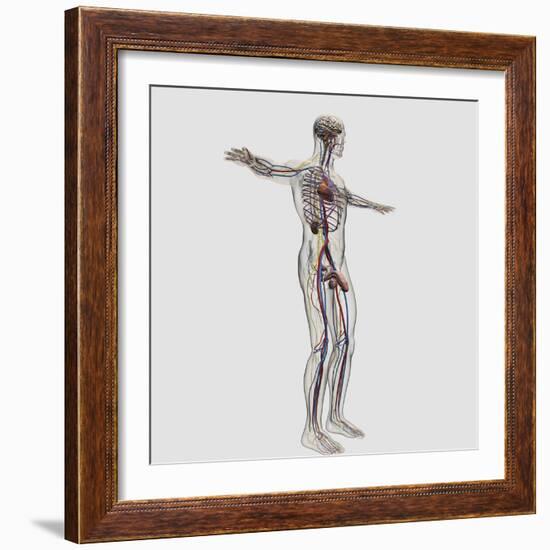 Medical Illustration of Male Reproductive System And Circulatory System-Stocktrek Images-Framed Photographic Print