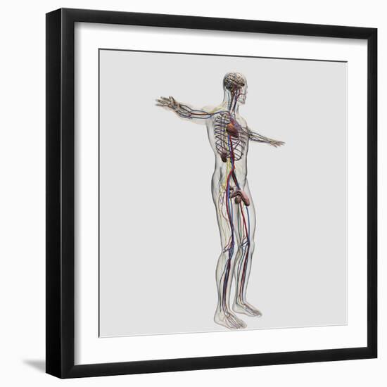 Medical Illustration of Male Reproductive System And Circulatory System-Stocktrek Images-Framed Photographic Print