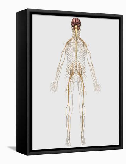 Medical Illustration of Peripheral Nervous System with Brain-Stocktrek Images-Framed Stretched Canvas