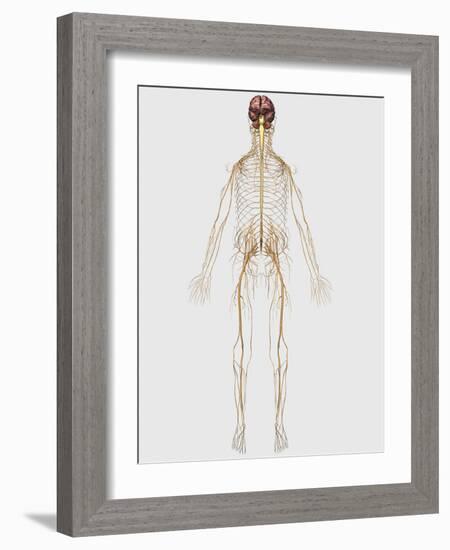 Medical Illustration of Peripheral Nervous System with Brain-Stocktrek Images-Framed Art Print