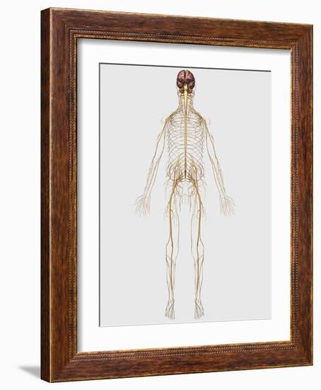 Medical Illustration of Peripheral Nervous System with Brain-Stocktrek Images-Framed Art Print