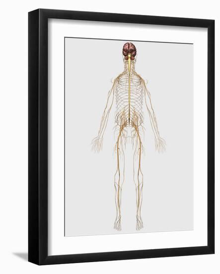 Medical Illustration of Peripheral Nervous System with Brain-Stocktrek Images-Framed Art Print