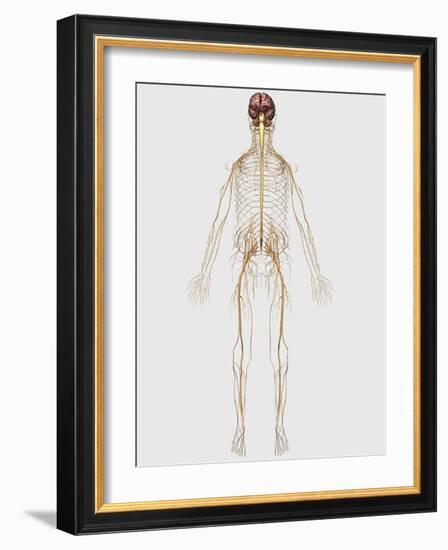 Medical Illustration of Peripheral Nervous System with Brain-Stocktrek Images-Framed Art Print