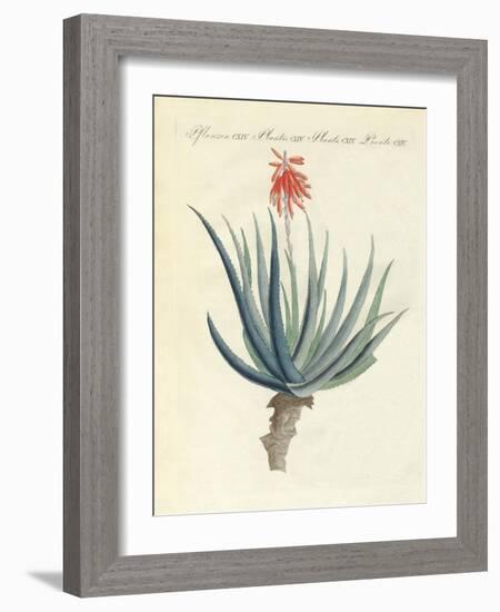 Medical Plants-null-Framed Giclee Print