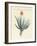 Medical Plants-null-Framed Giclee Print