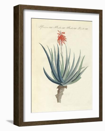 Medical Plants-null-Framed Giclee Print