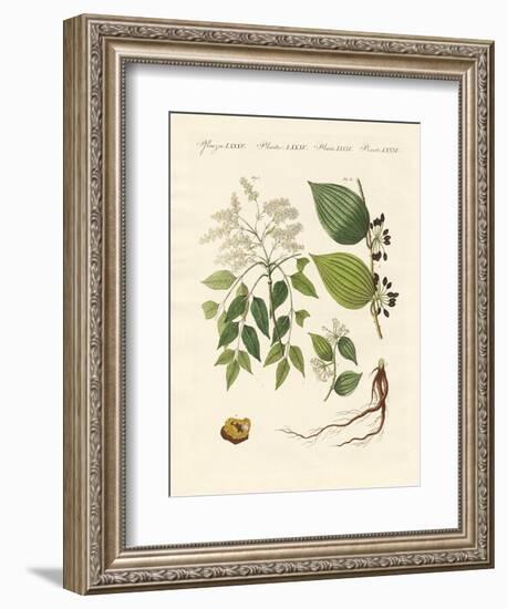 Medical Plants-null-Framed Giclee Print