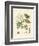 Medical Plants-null-Framed Giclee Print