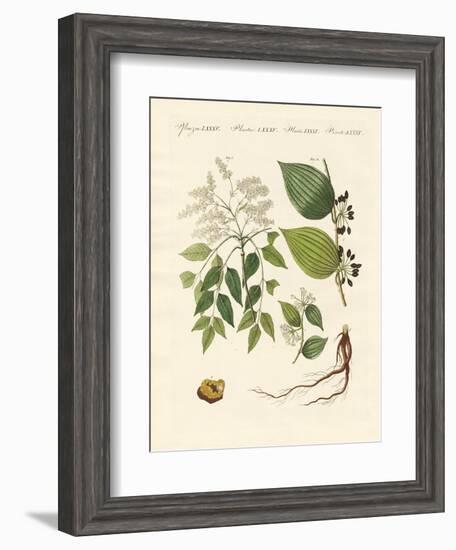 Medical Plants-null-Framed Giclee Print