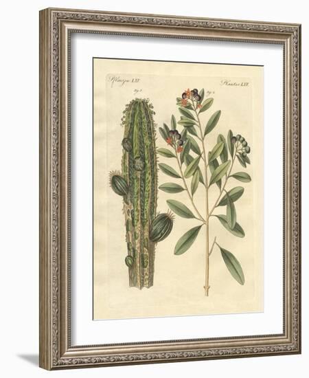 Medical Plants-null-Framed Giclee Print