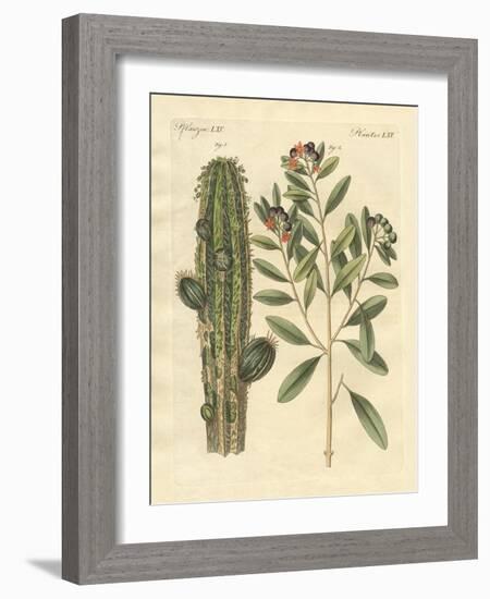 Medical Plants-null-Framed Giclee Print