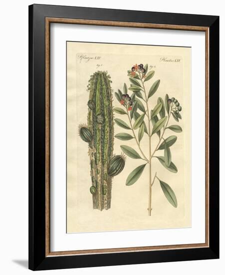 Medical Plants-null-Framed Giclee Print