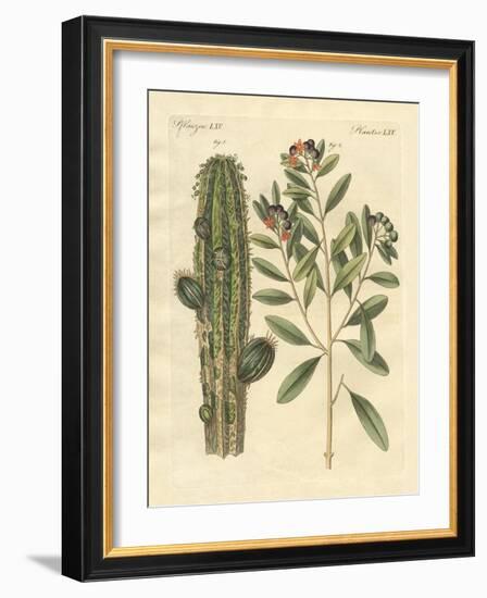 Medical Plants-null-Framed Giclee Print