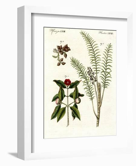 Medical Plants-null-Framed Giclee Print