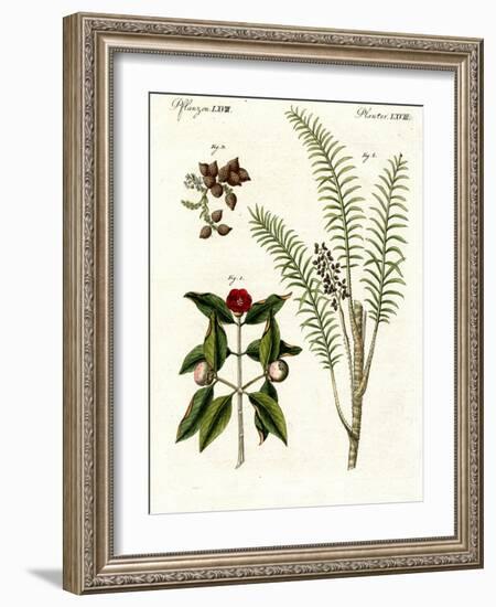 Medical Plants-null-Framed Giclee Print