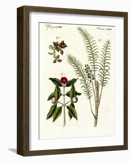 Medical Plants-null-Framed Giclee Print