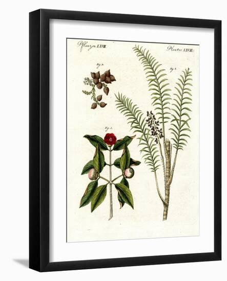 Medical Plants-null-Framed Giclee Print