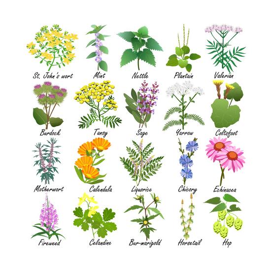 Medicinal And Healing Herbs Collection Hand Drawn Set Of Botanical Vector Illustrations Isolated Art Print Tatiana Liubimova Art Com Medicinal And Healing Herbs Collection Hand Drawn Set Of Botanical Vector Illustrations Isolated Art Print Tatiana Liubimova Art Com