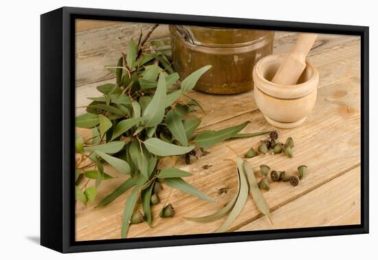 Medicinal Eucalyptus-Hemeroskopion-Framed Premier Image Canvas