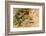 Medicinal Eucalyptus-Hemeroskopion-Framed Photographic Print