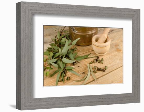 Medicinal Eucalyptus-Hemeroskopion-Framed Photographic Print